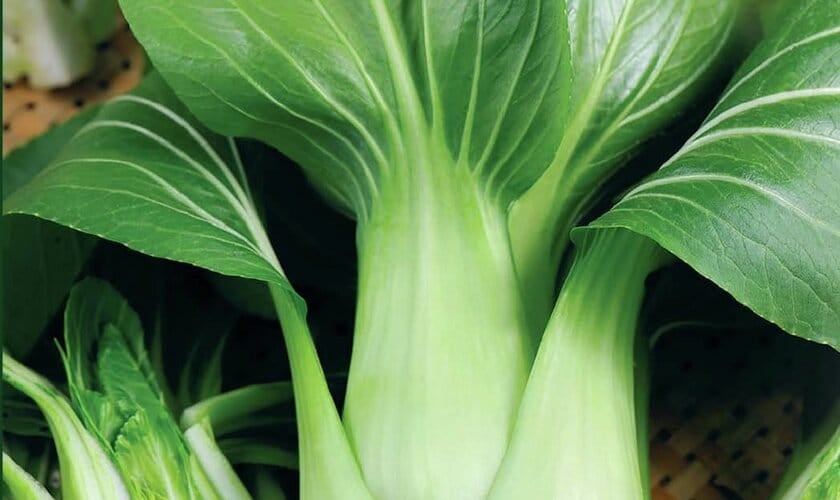 Odla pak choi
