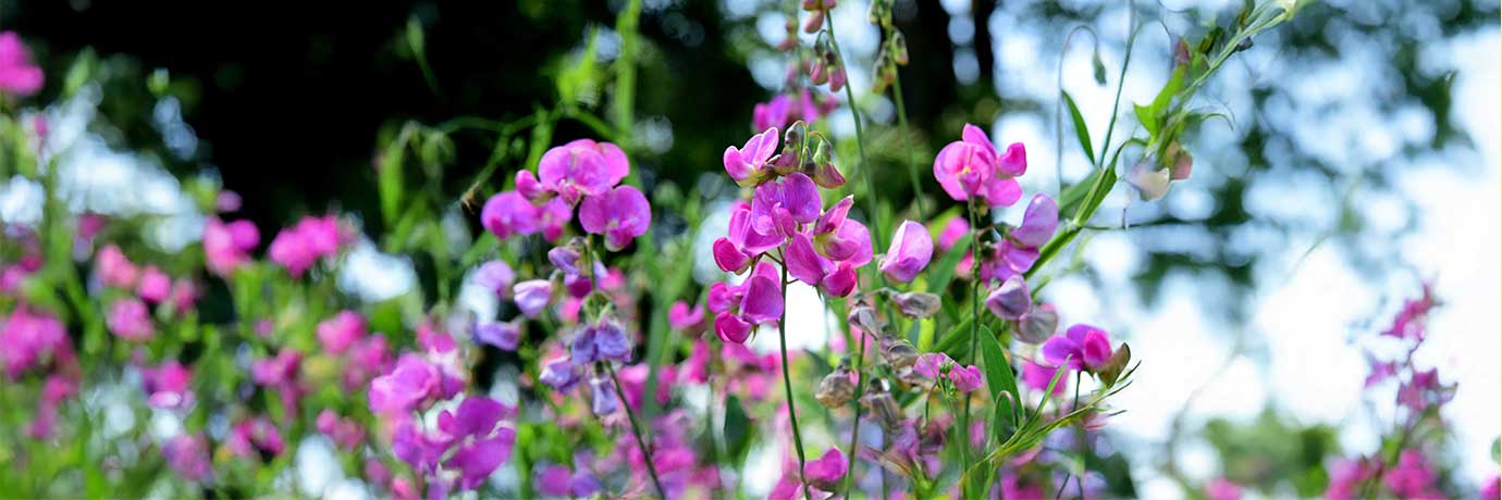 bild på blomstrande luktärt