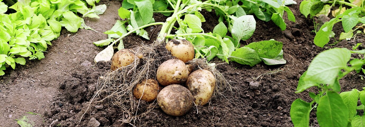 Potatisodling i trädgårdslandet