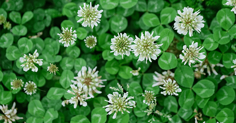 klöver i gräsmatta