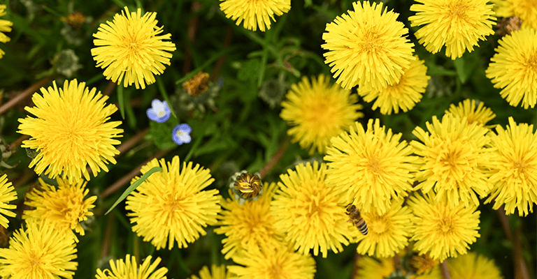 maskros i gräsmatta