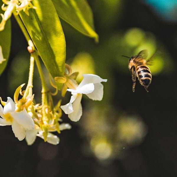 pollinering och biologisk mångfald i trädgården granngården