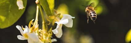 pollinering och biologisk mångfald i trädgården granngården