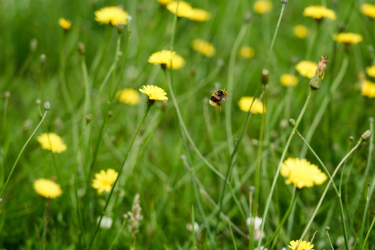 trädgård för humlor och bin granngården