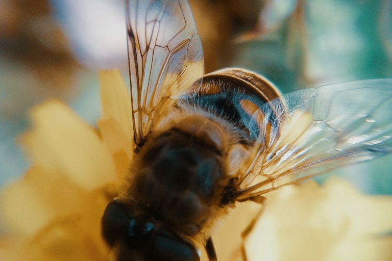pollinering bin granngården