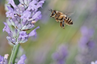 Rädda bina med insektshotell från Granngården