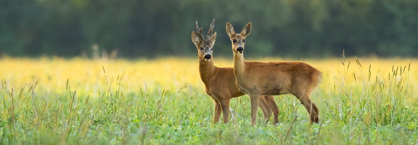 ett par rådjur på äng