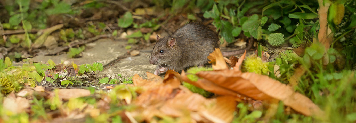 Råtta i trädgård bland höstlöv