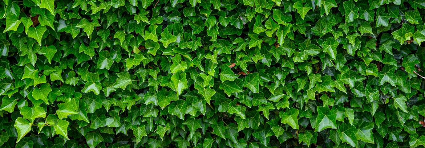 grön, vacker bild på väggtäckt murgröna
