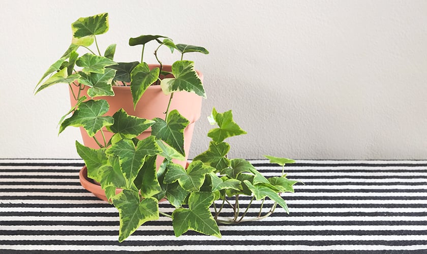 Vacker mugröna i kruka.