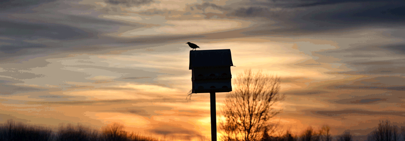 fågelholk i solnedgång med fåglar flygande i bakgrunden