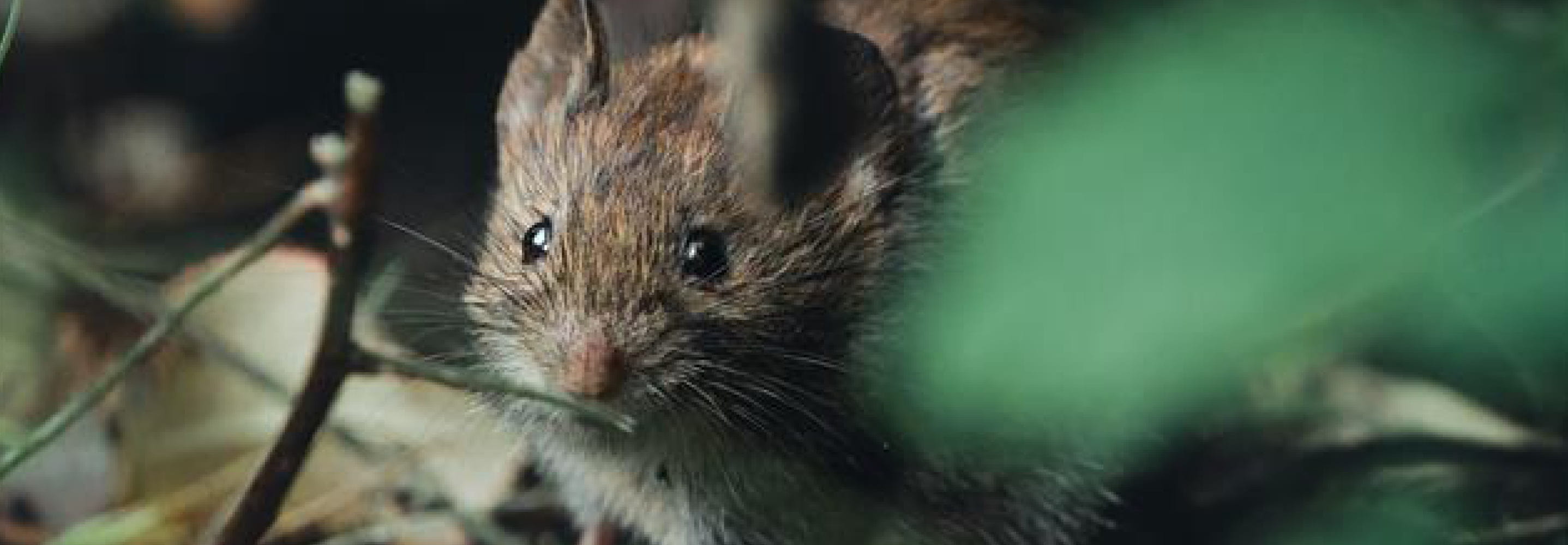 Sork som tittar in i kameran