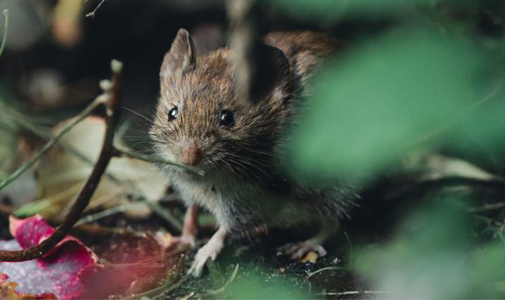 sork som tittar in i kameran