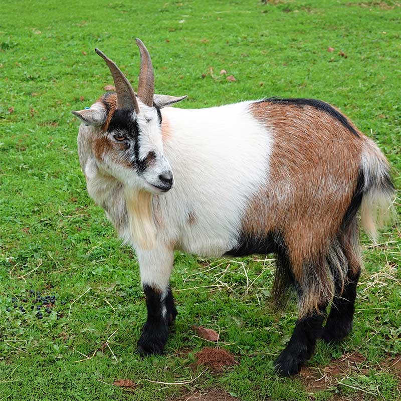 Afrikansk dvärgget på gräsmatta