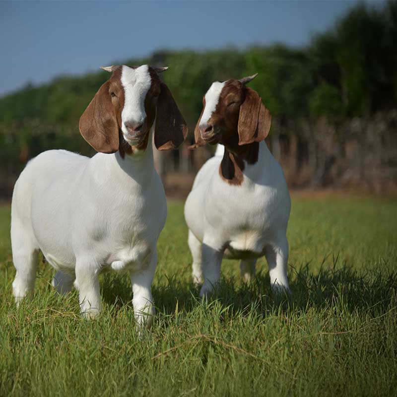 Två boergetter på gräsplätt