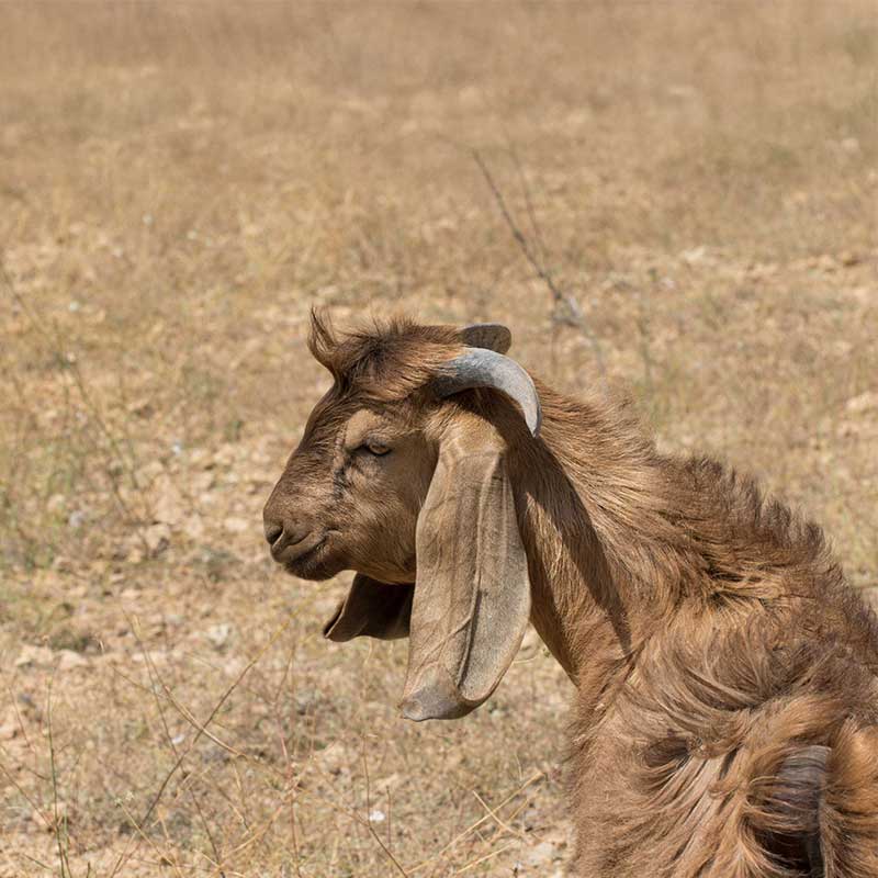 Damaskusget från sidan