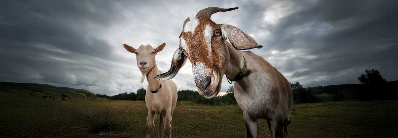 Två getter i närbild, tittandes mot kameran