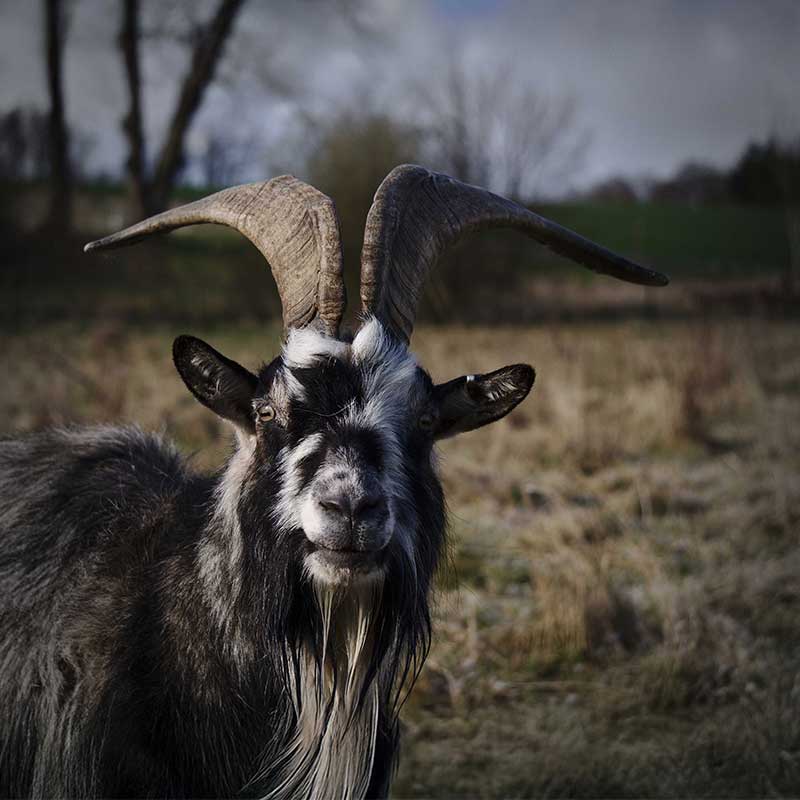 Göingeget i naturlandskap