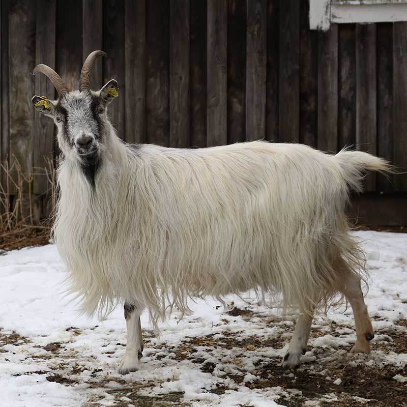 Jämtget utanför röd stuga i vinterlandskap