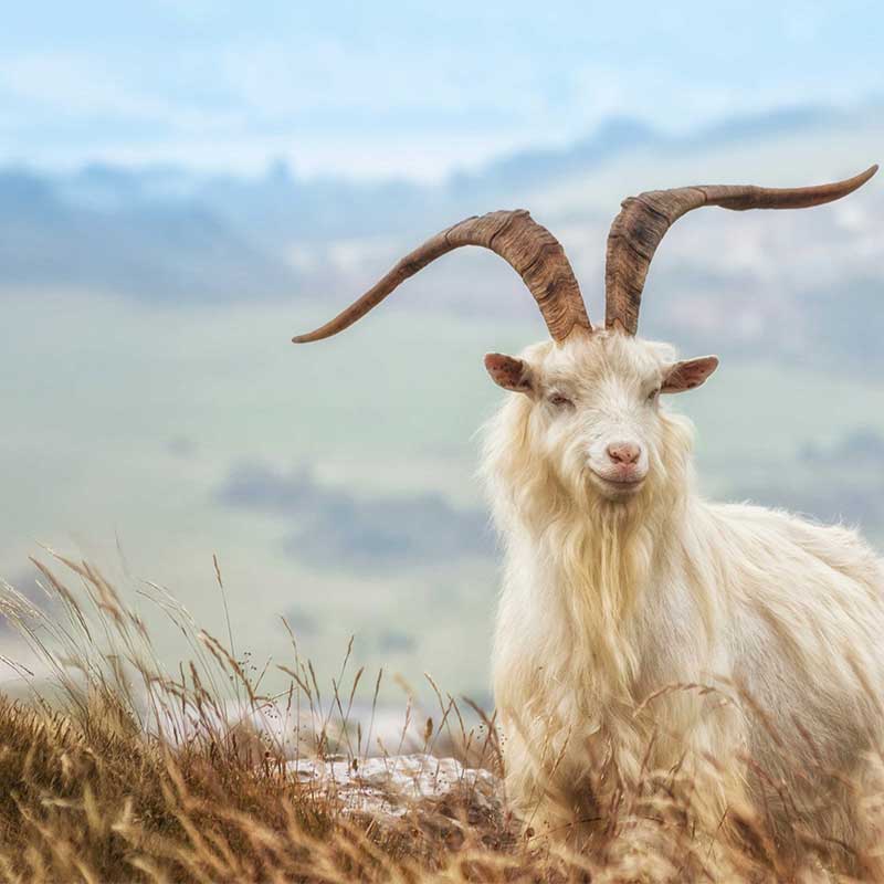 Kasmirget med vackra horn