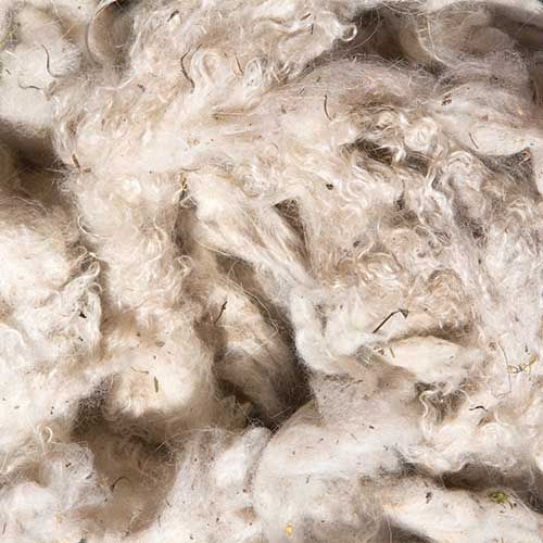 närbild på ull från kasmirget