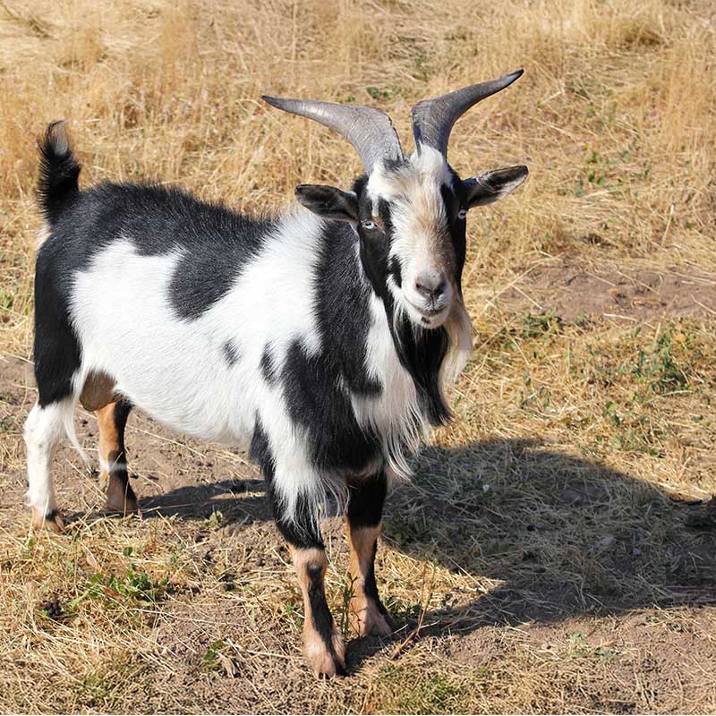 Nigeriansk dvärgget utomhus