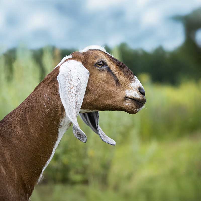 Nubisk get fotograferad från sidan
