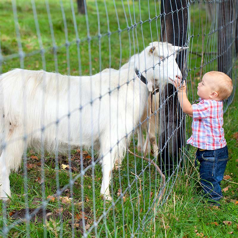 get vid stängsel, klappad av ett barn