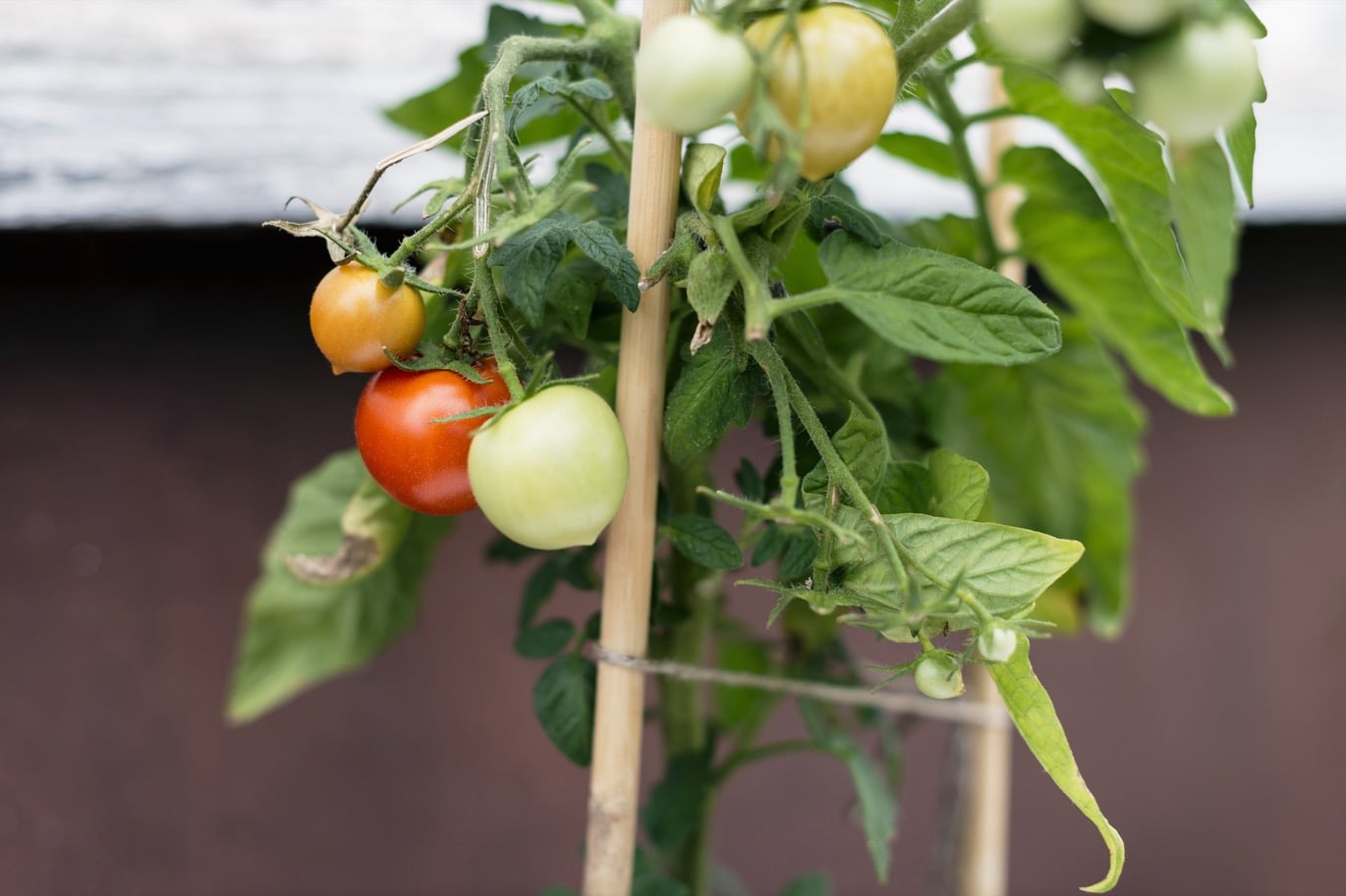 tomatplant med röda och gula tomater - Odla tomat – så tomatfrön