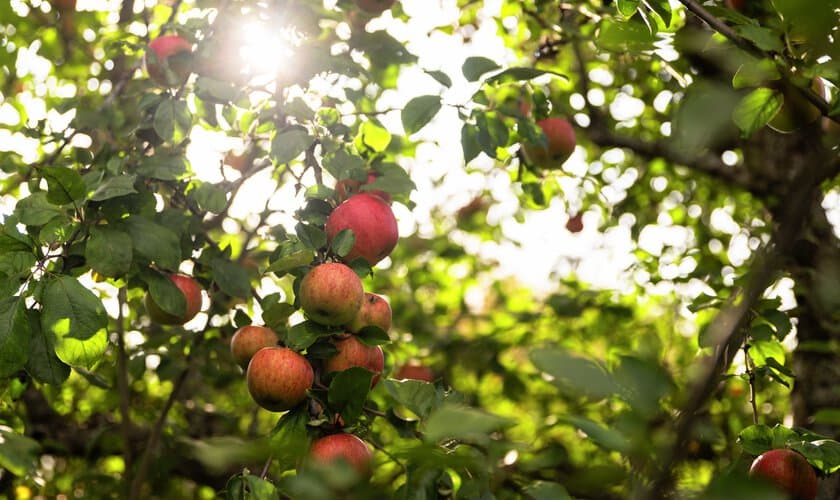 Äppleträd med röda äpplen