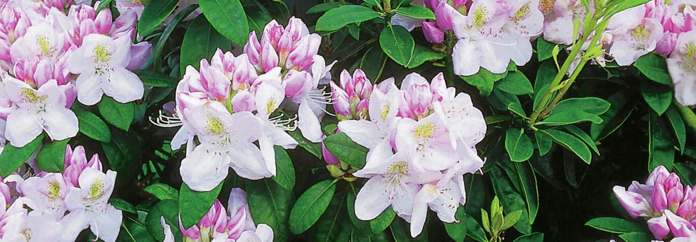 Blommande rhododendron