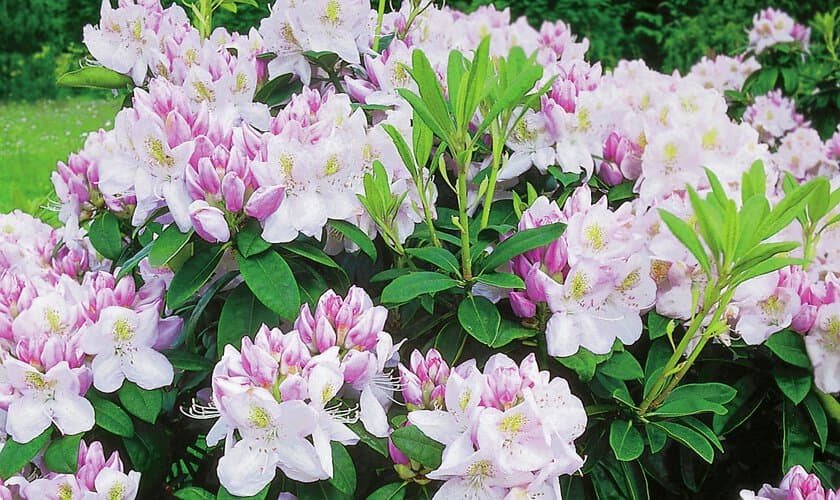 Blommande rhododendron