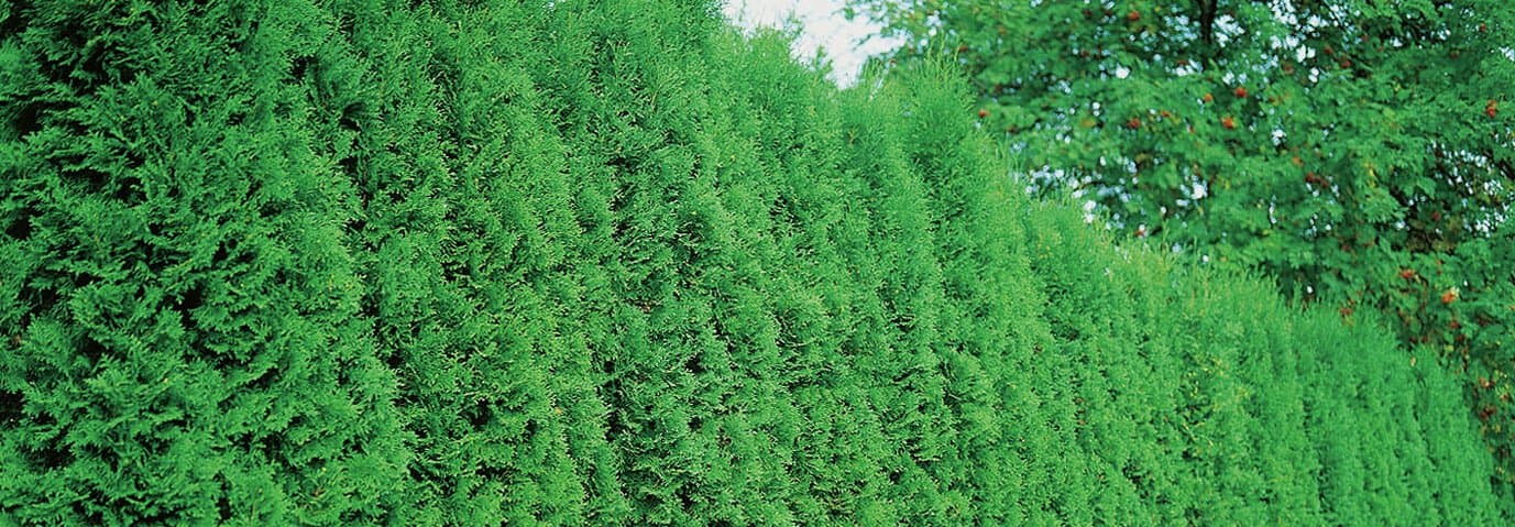 Grön tujahäck