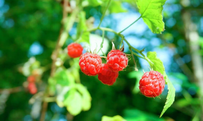 Hallonbuske med färska hallon