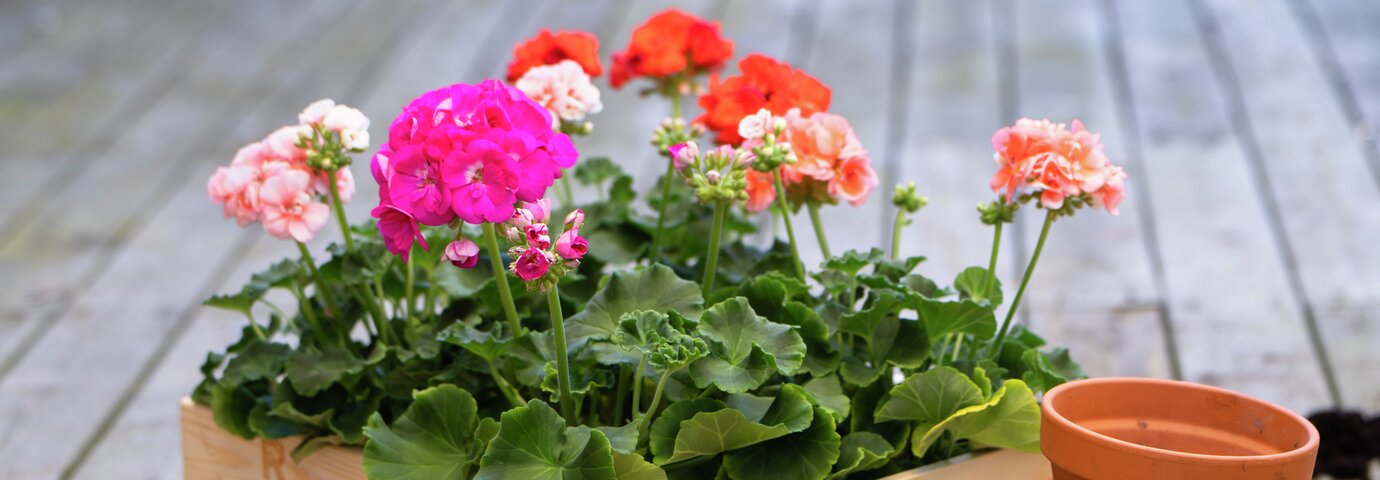 Pelargoner i kruka utomhus