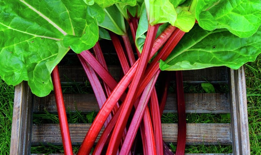 Rabarberstjälkar och plantor