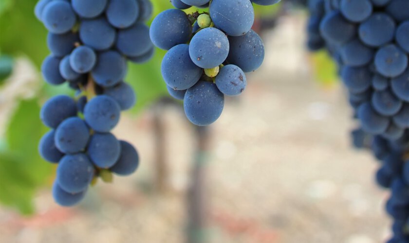 Vinranka med blå vindruvor