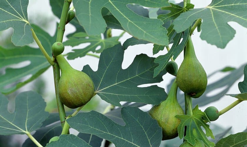 Fikonträd med fikon