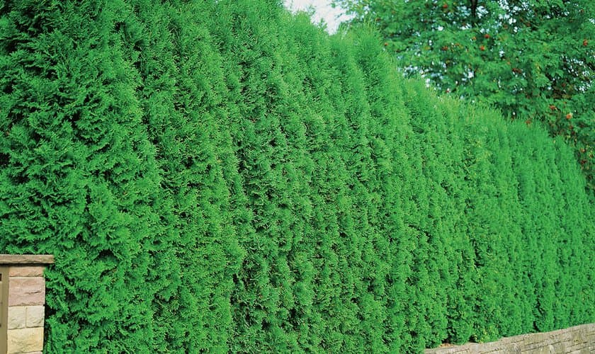 Grön tujahäck