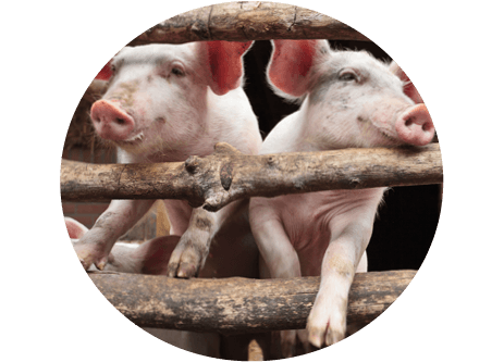 Köp tillbehör till gris och kultingar online hos granngården.se