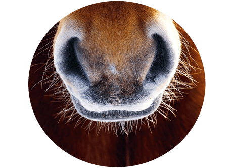 Kunskapsartiklar inom häst och ryttare på granngården.se