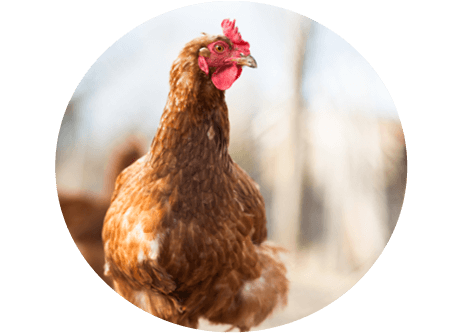 Kunskapsartiklar inom höns på granngården.se