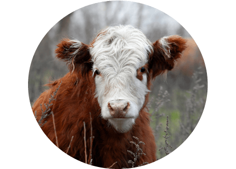 Köp Nötfoder online hos granngården.se