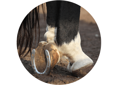 Hästskor & Hovslageri