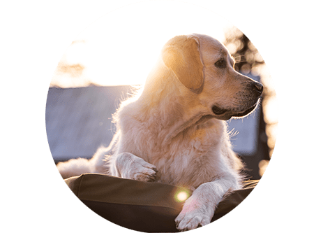 Köp hundbädd & hundsäng online hos granngården.se