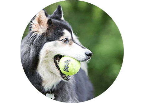 Köp hundleksaker online hos granngården.se