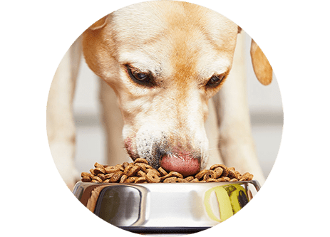 Köp hundmat & hundfoder till hunden online hos granngården.se