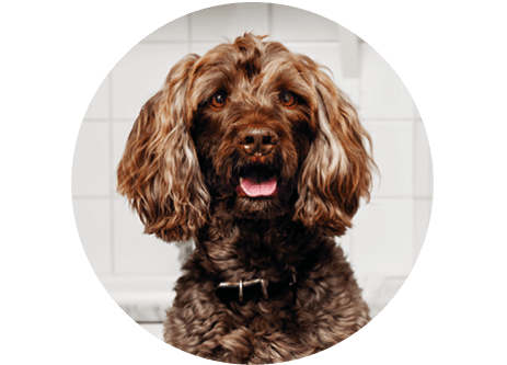 Kunskapsartiklar inom husdjur på granngården.se