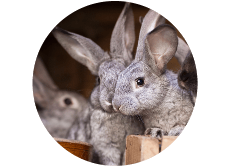 Köp produkter för smådjur och gnagare som kanin, marsvin, hamster online på granngården.se