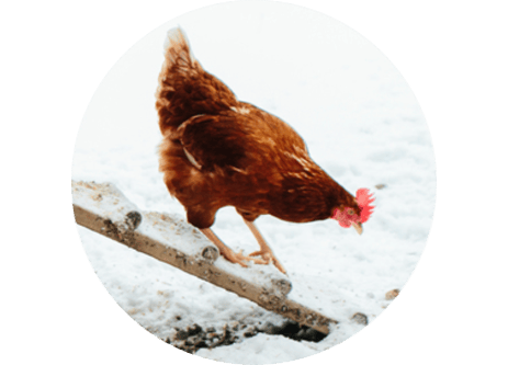 Köp hönsfoder online på granngården.se